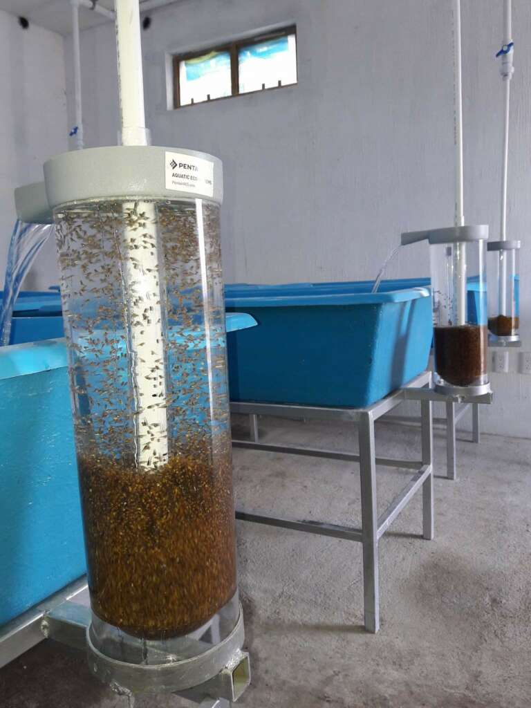Alevines de tilapia nilotica