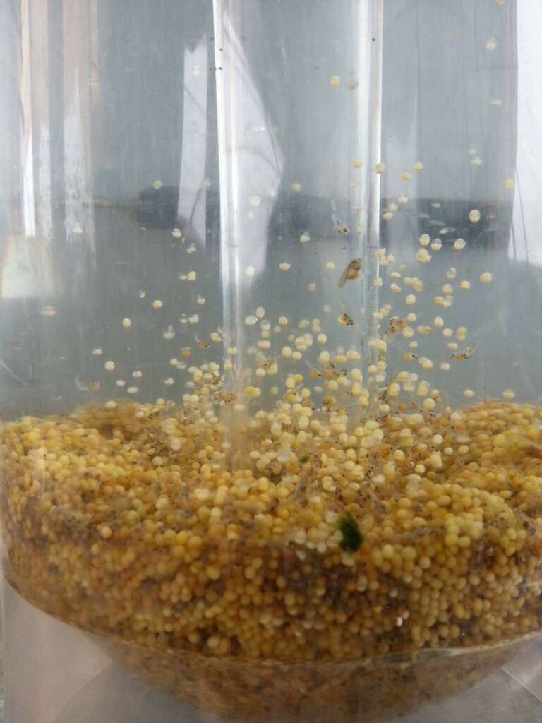 Alevines de tilapia nilotica