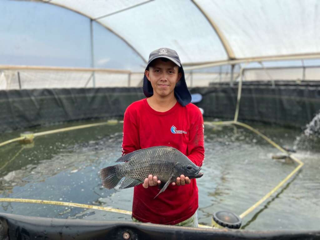 Alevines de tilapia nilotica