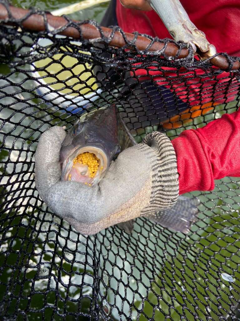 tilapia_8