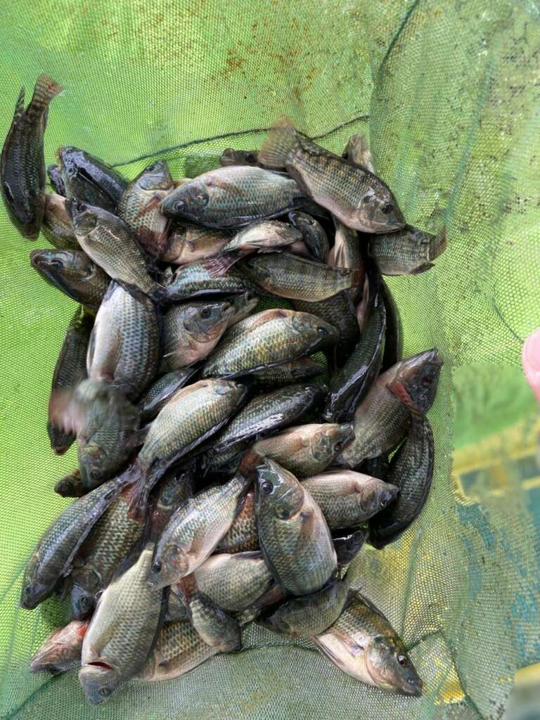 tilapia 7