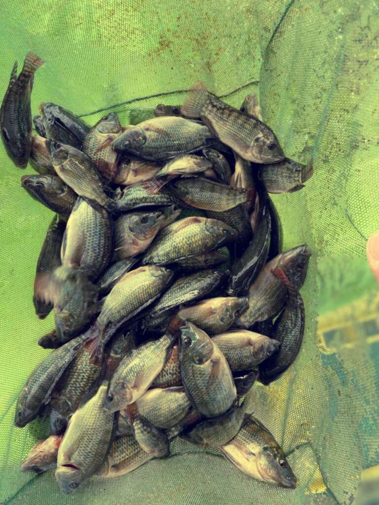 tilapia_7