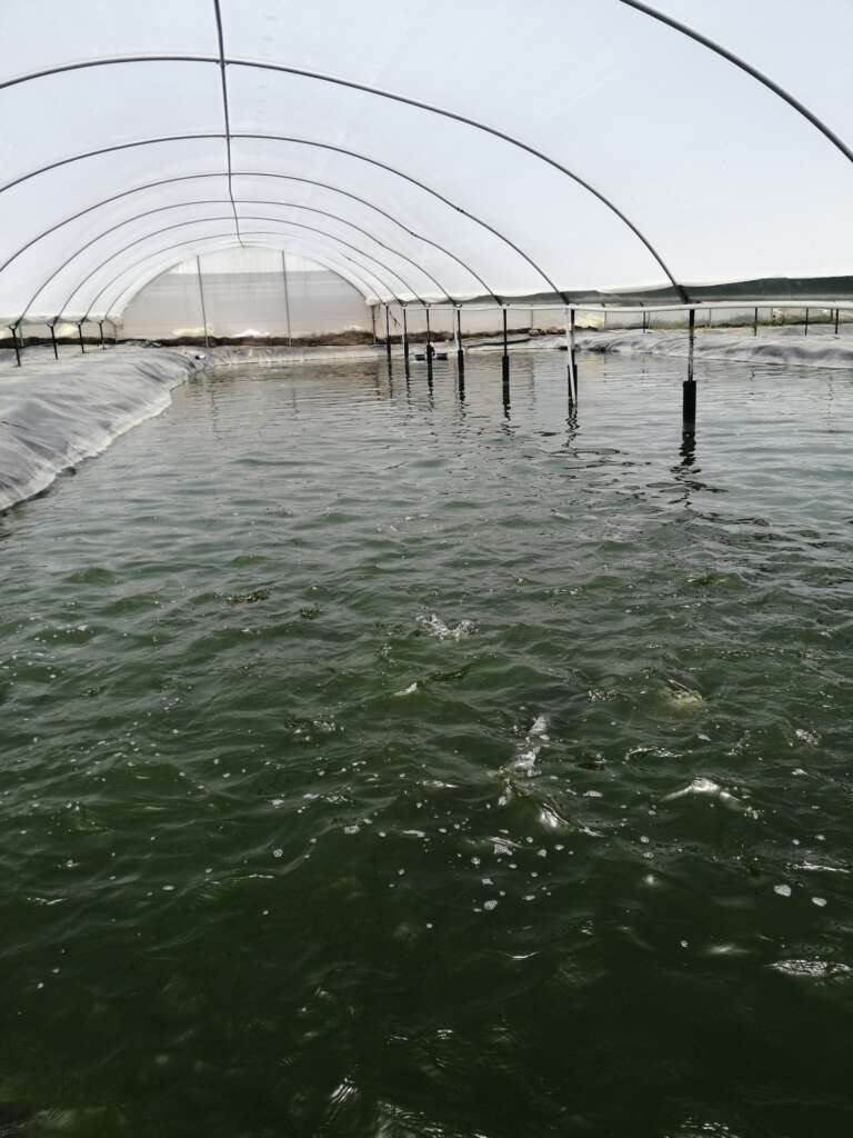 tilapia_12