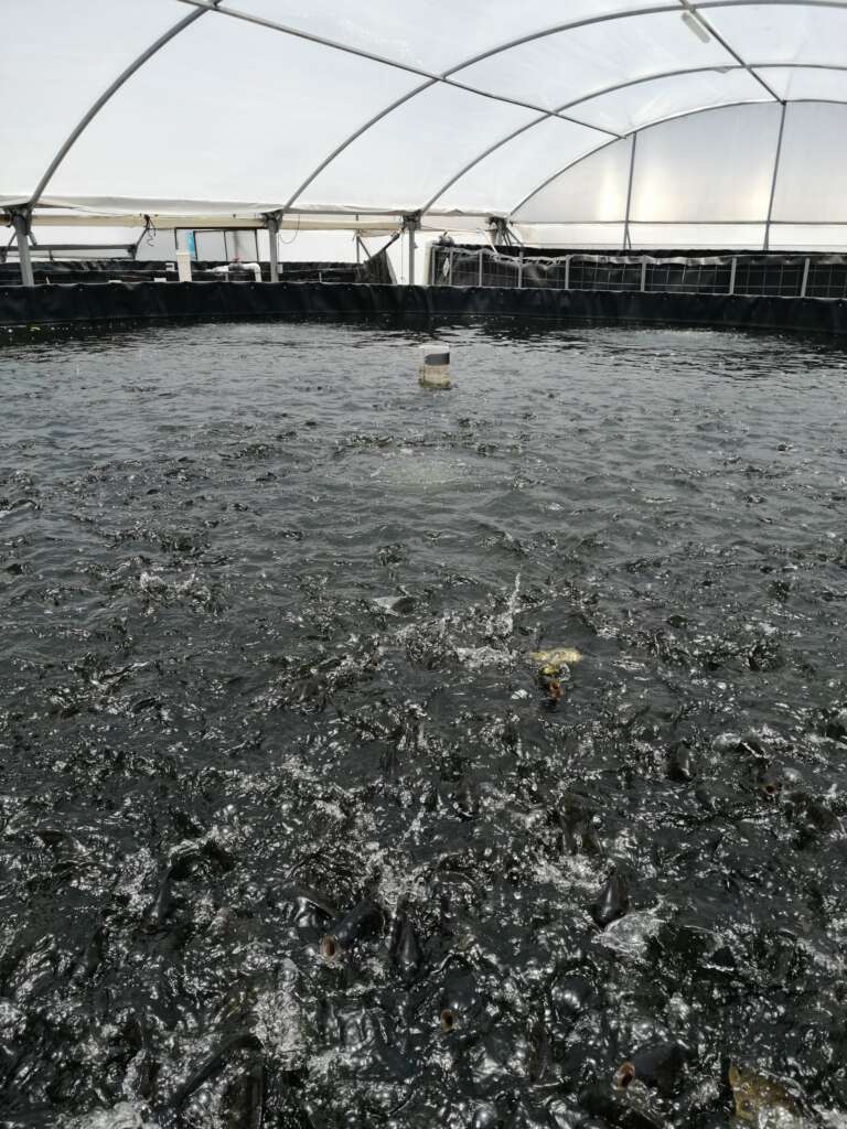 Alevines de tilapia nilotica