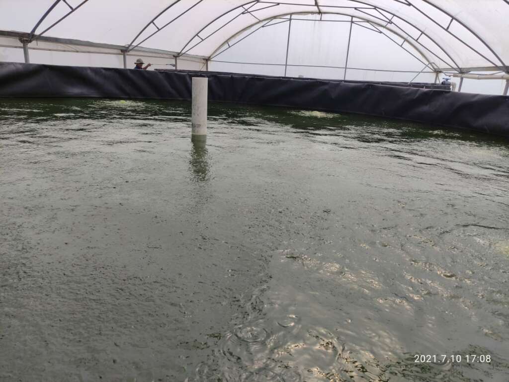 Alevines de tilapia nilotica