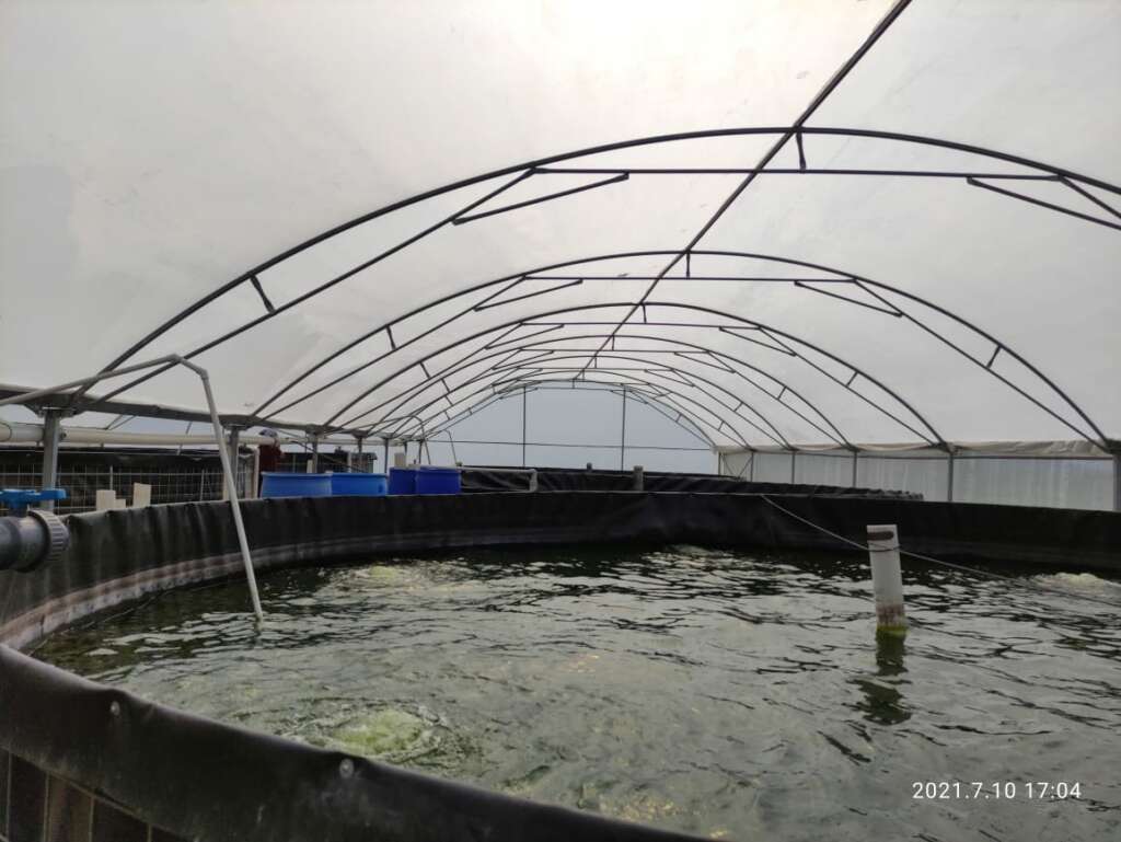 Alevines de tilapia nilotica