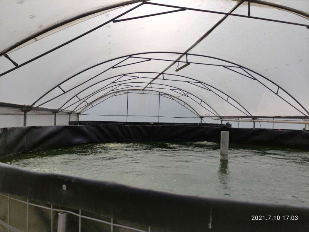 Alevines de tilapia nilotica