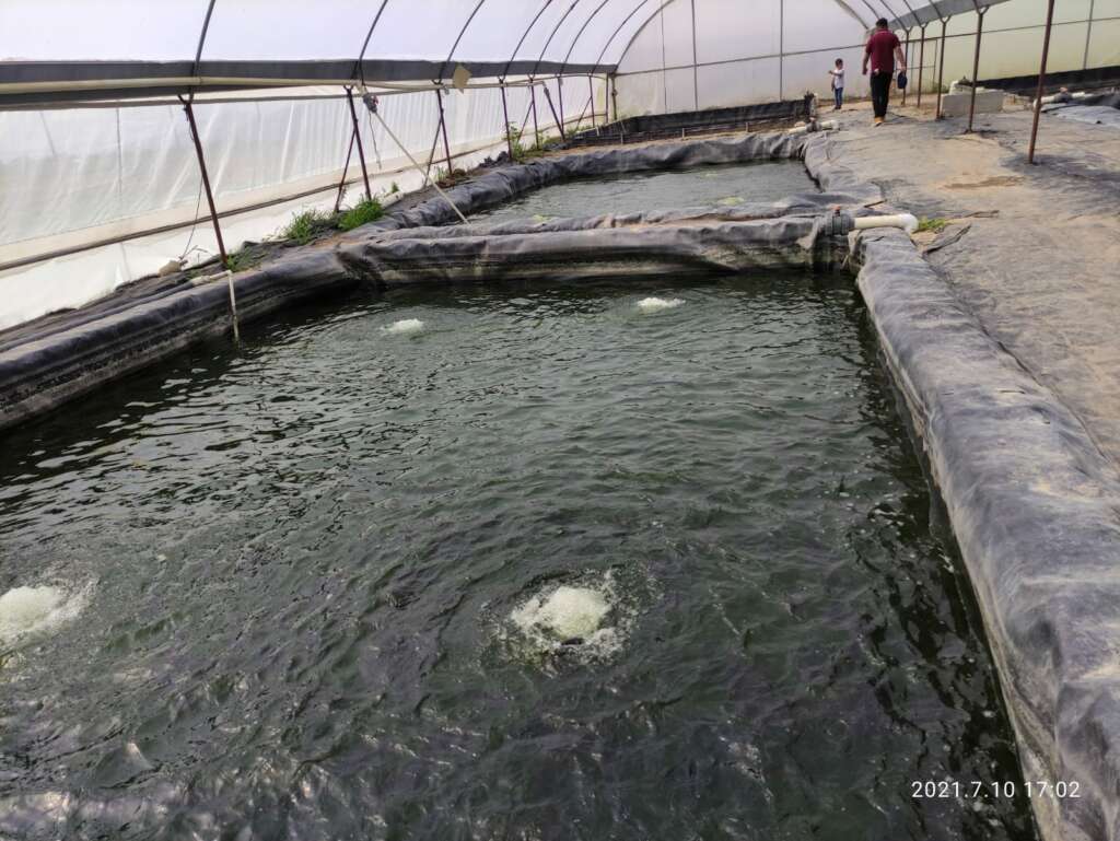 Alevines de tilapia nilotica