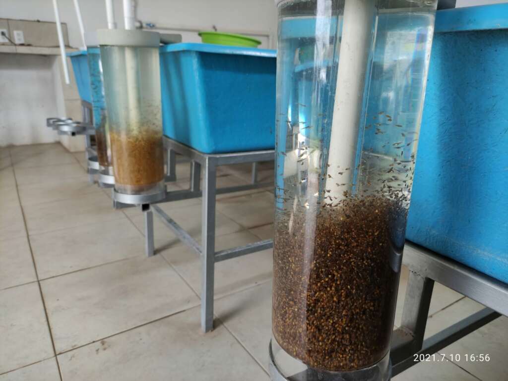 Alevines de tilapia nilotica