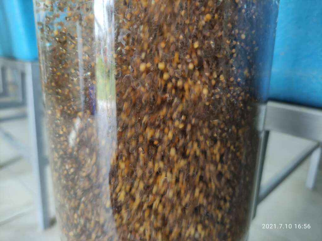 Alevines de tilapia nilotica