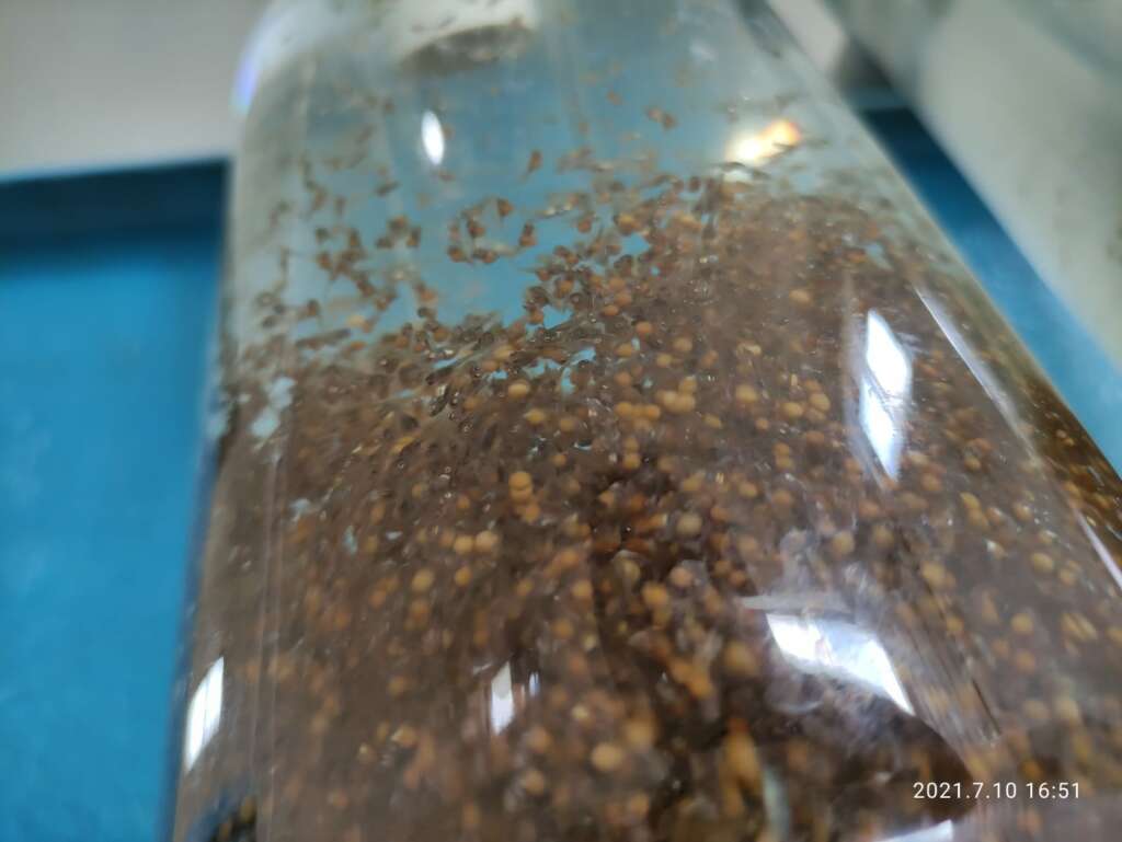 Alevines de tilapia nilotica