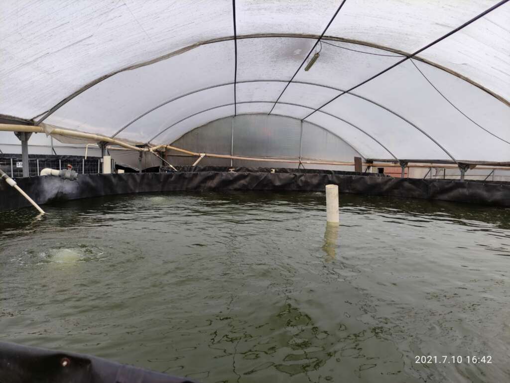 Alevines de tilapia nilotica