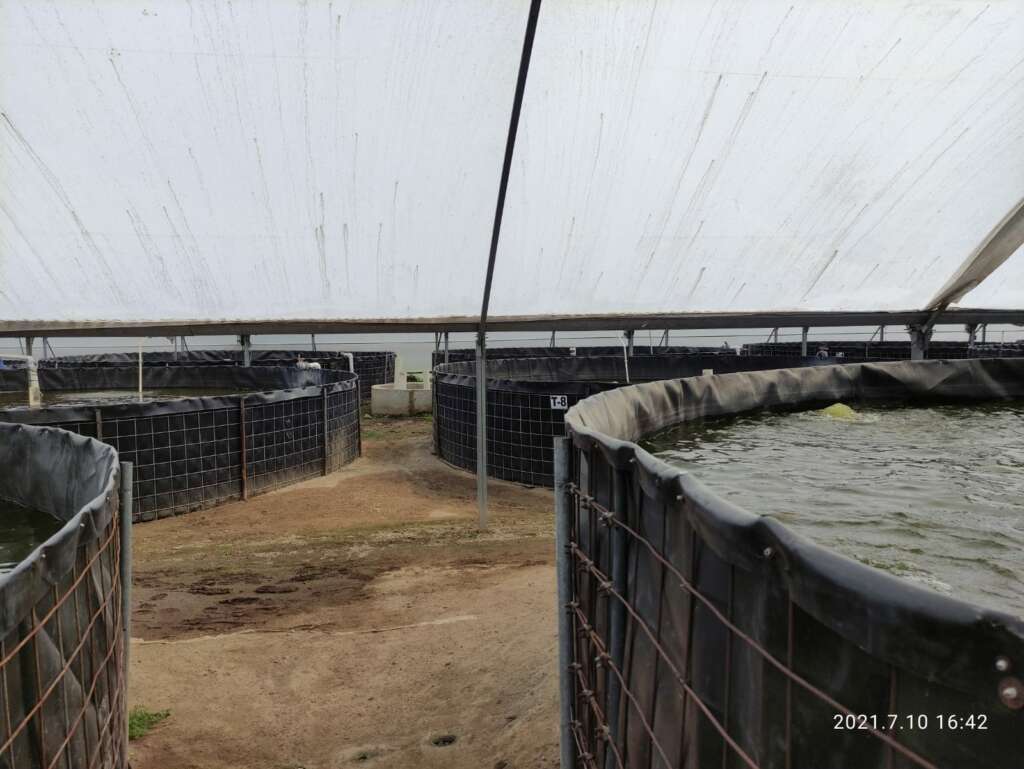 Alevines de tilapia nilotica