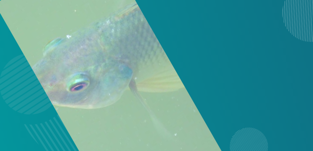 Alevines de tilapia nilotica