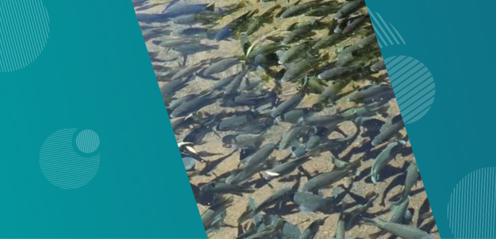 Alevines de tilapia nilotica