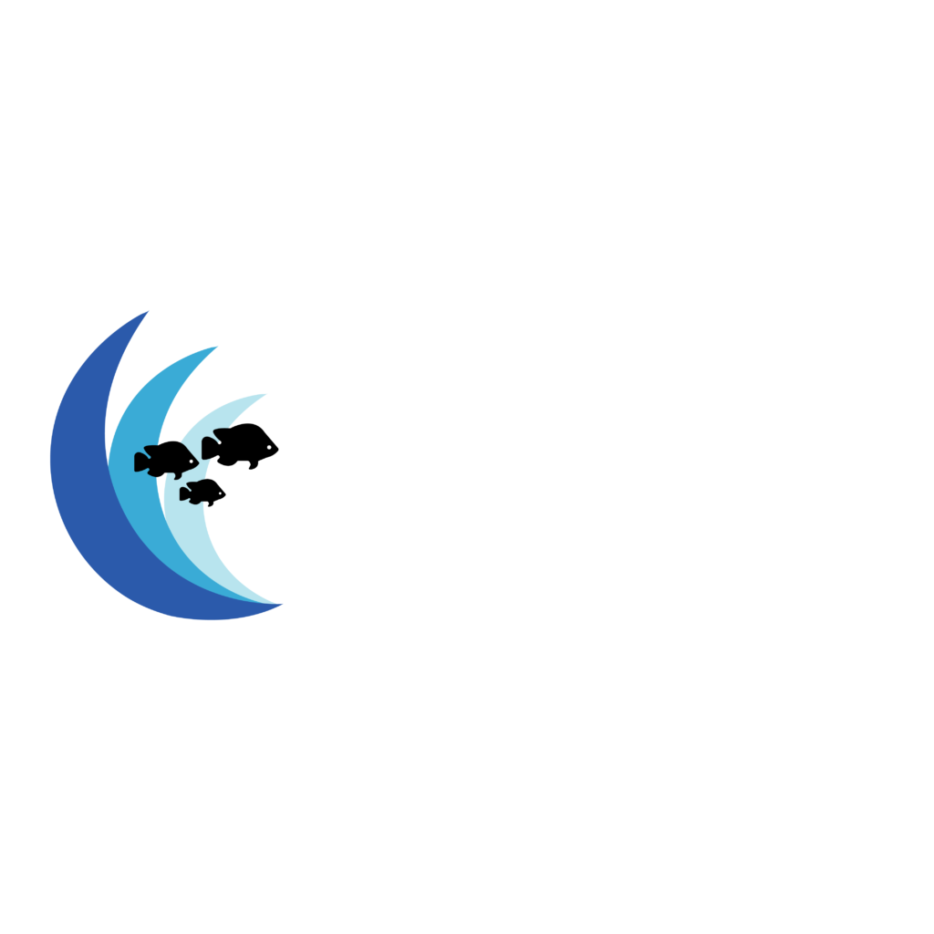 Alevines de tilapia nilotica