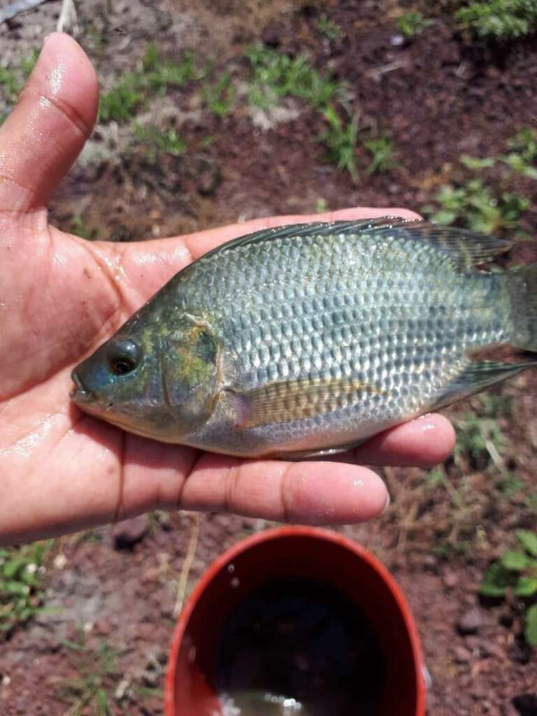 Alevines de tilapia nilotica