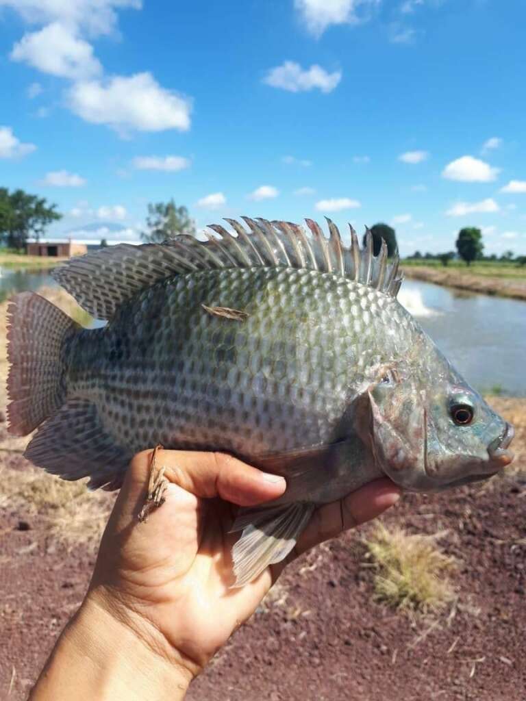 Alevines de tilapia nilotica