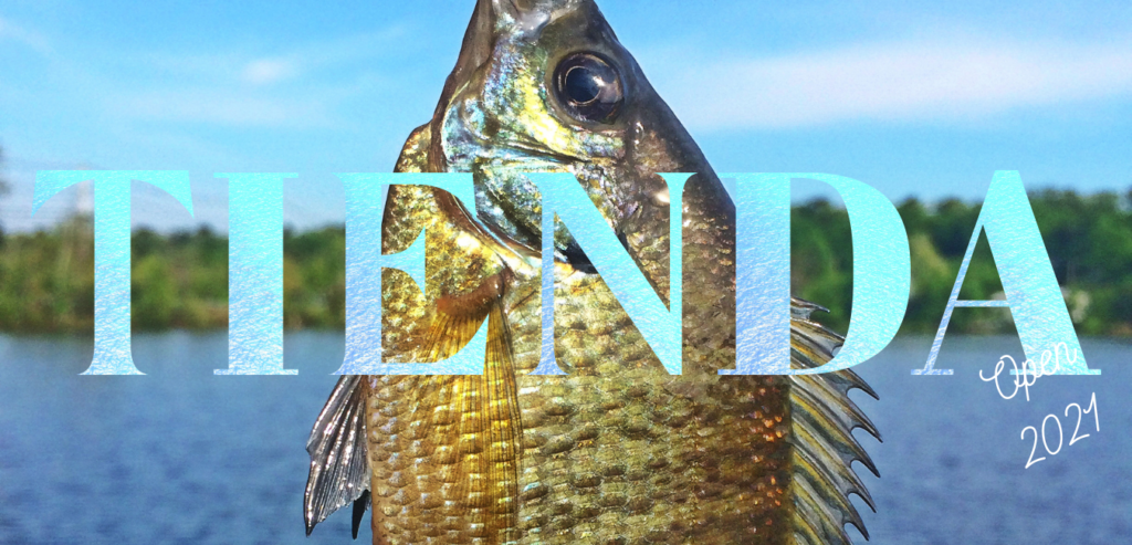 Alevines de tilapia nilotica