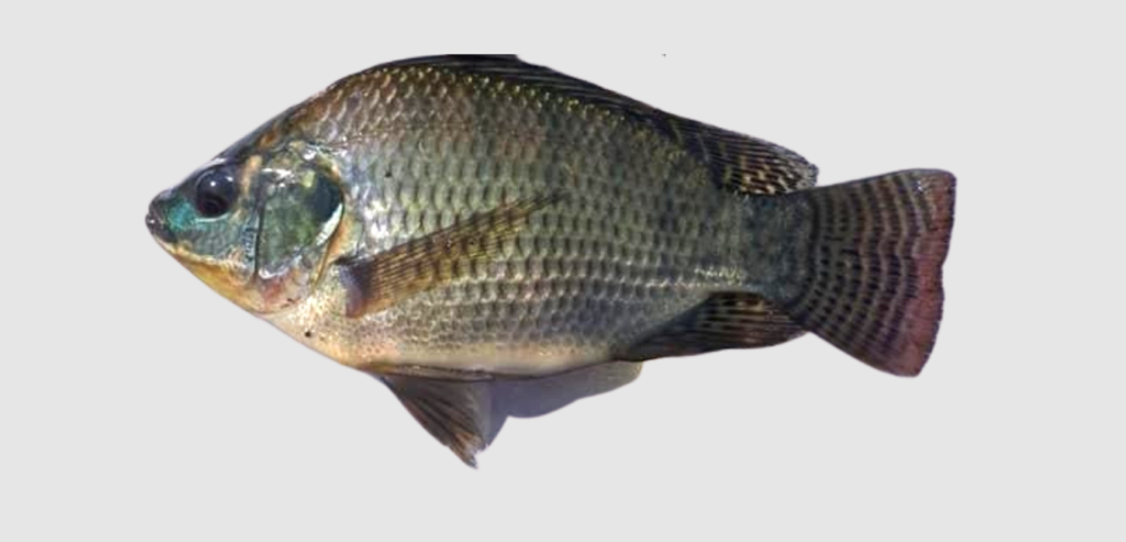 Tilapia tienda 1