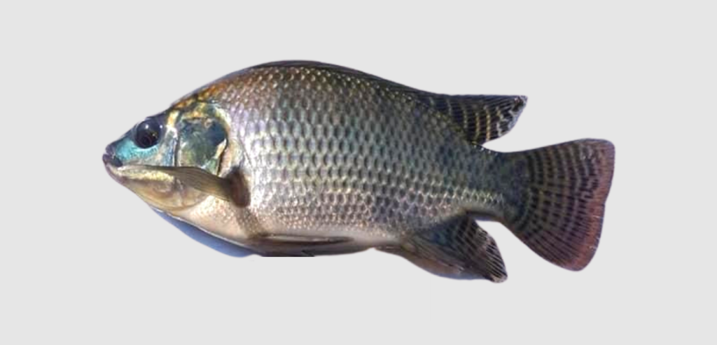 Tilapia tienda 2